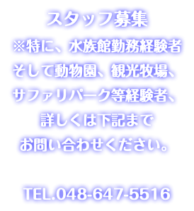 スタッフ募集 ※特に、水族館勤務経験者 そして動物園、観光牧場、 サファリパーク等経験者、 詳しくは下記まで お問い合わせください。 TEL.048-647-5516